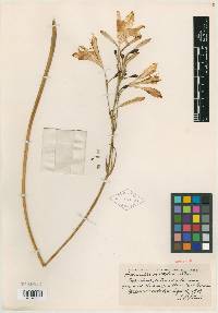 Image of Hemerocallis multiflora