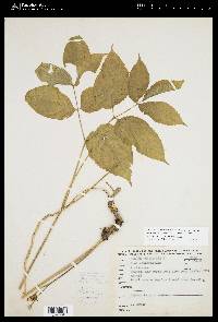 Aralia nudicaulis image