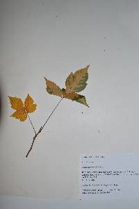 Toxicodendron radicans image