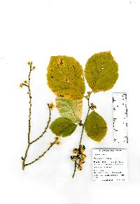 Hamamelis virginiana image