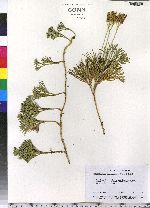 Lycopodium tristachyum image