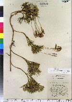 Lycopodium tristachyum image