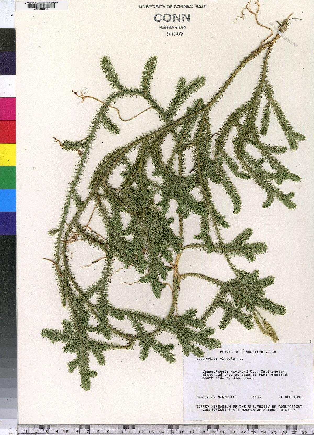 Lycopodium clavatum image