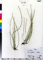 Equisetum variegatum image