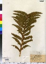 Osmunda cinnamomea image