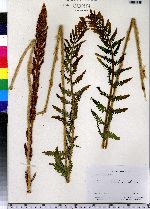 Osmunda cinnamomea image