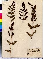 Osmunda claytoniana image