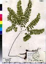 Adiantum pedatum image