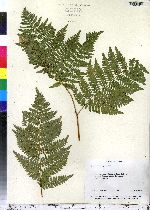 Pteridium aquilinum image