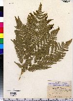 Pteridium aquilinum image