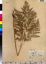 Pteridium aquilinum image