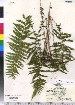 Thelypteris noveboracensis image