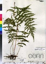 Thelypteris noveboracensis image