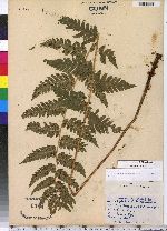 Dryopteris clintoniana image