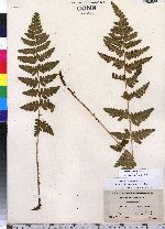 Dryopteris cristata image