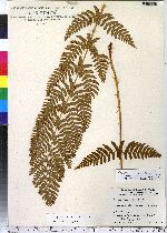 Dryopteris cristata image