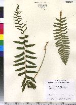 Polystichum acrostichoides image