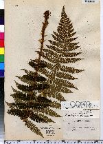 Polystichum braunii image