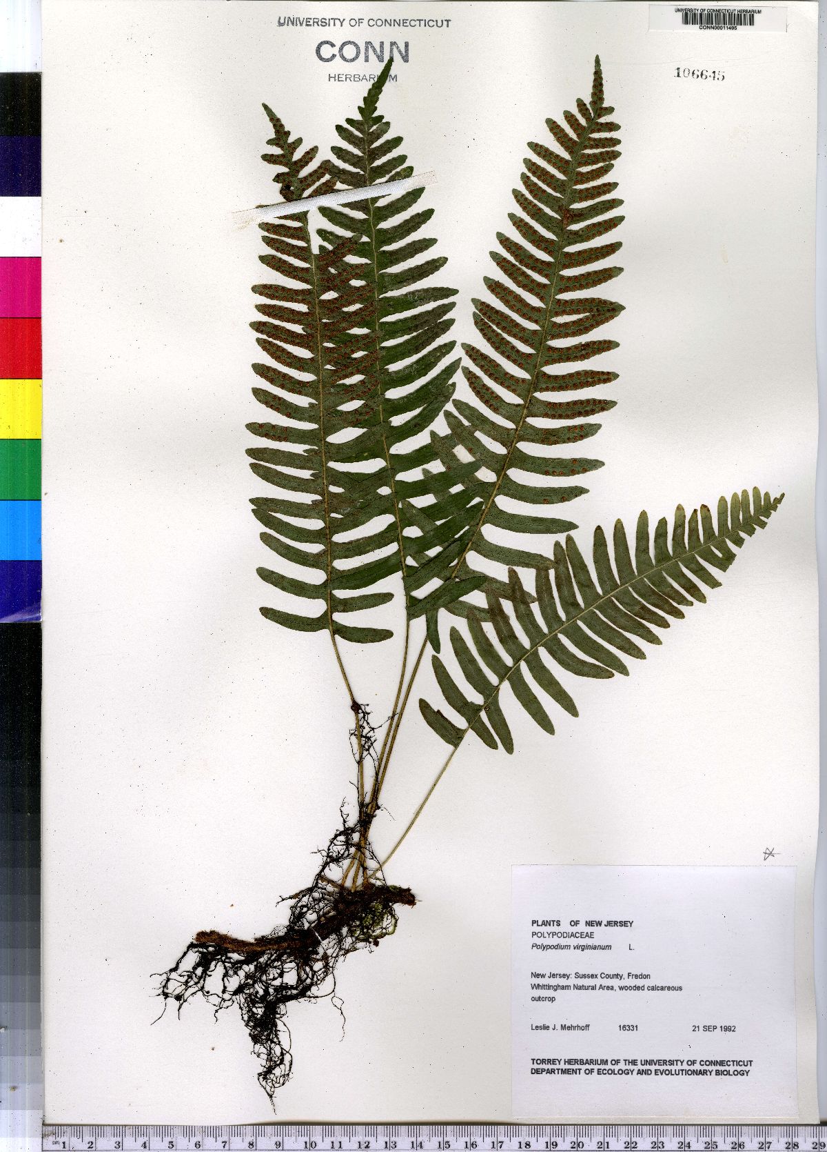 Polypodium virginianum image