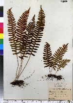 Polypodium virginianum image