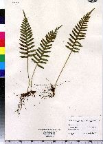 Polypodium virginianum image