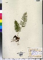 Polypodium virginianum image