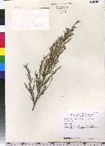 Juniperus virginiana image