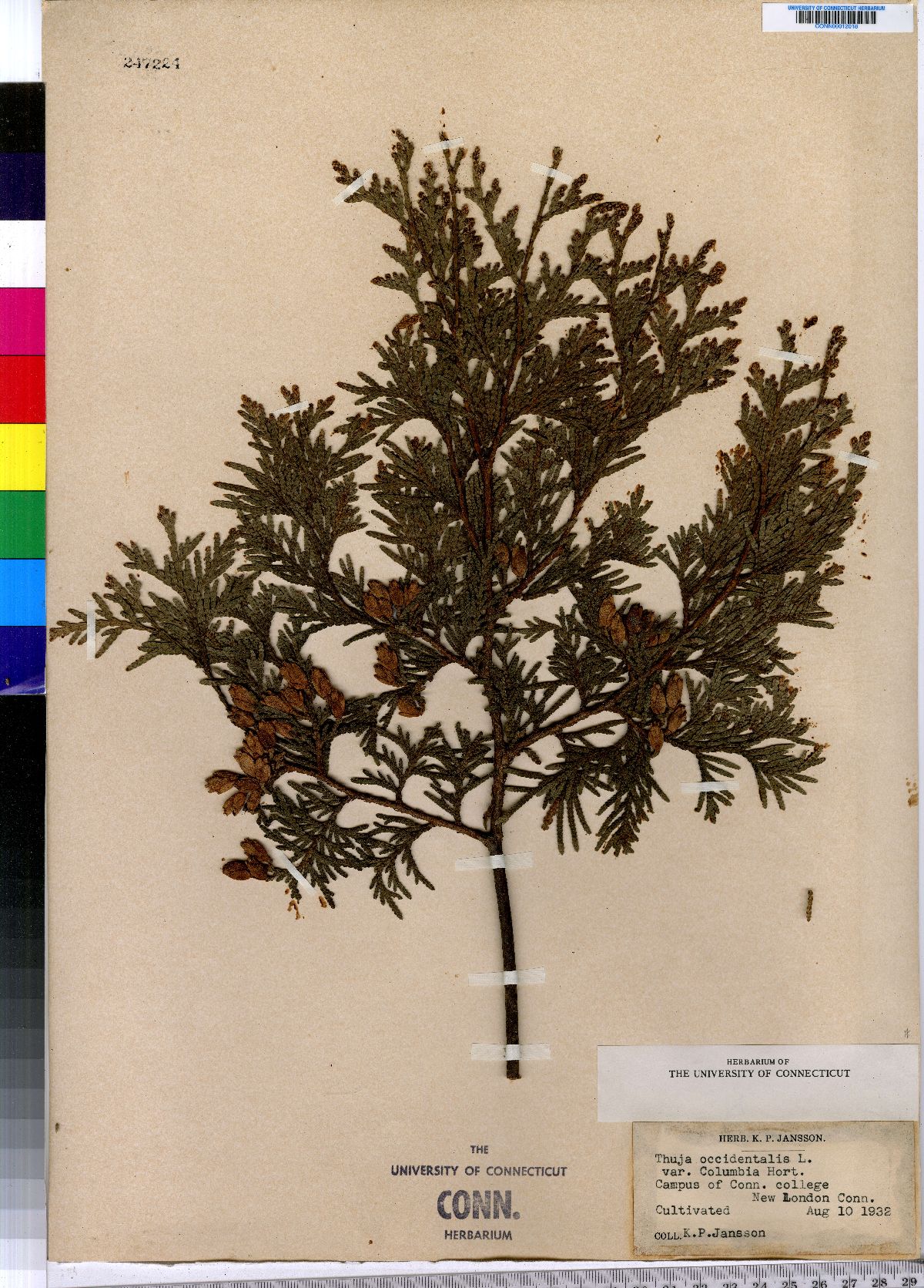 Thuja occidentalis image