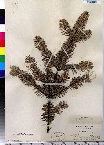 Abies balsamea image