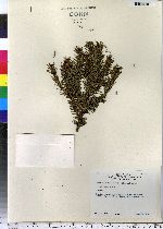 Picea abies image