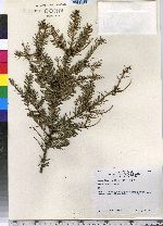 Picea abies image