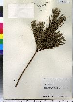 Pinus strobus image