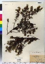 Taxus canadensis image