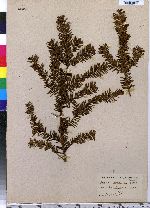 Taxus canadensis image