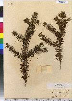 Taxus canadensis image