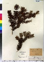 Taxus canadensis image