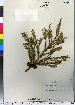 Cryptomeria japonica image