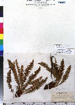 Dryopteris fragrans image