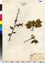 Ulmus americana image