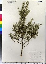 Juniperus virginiana image