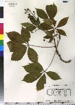 Parthenocissus quinquefolia image