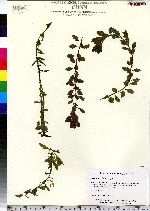 Ludwigia palustris image