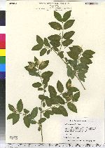 Lonicera morrowii image