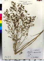 Lepidium latifolium image