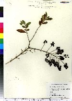 Ligustrum obtusifolium image