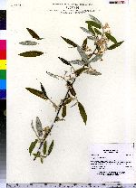 Elaeagnus umbellata image