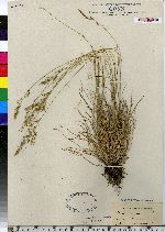 Festuca ovina image