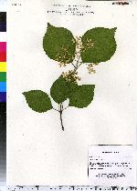 Viburnum dilatatum image