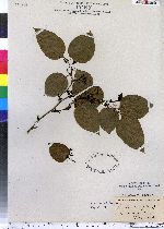 Image of Smilax cordifolia