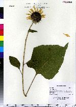 Helianthus annuus image